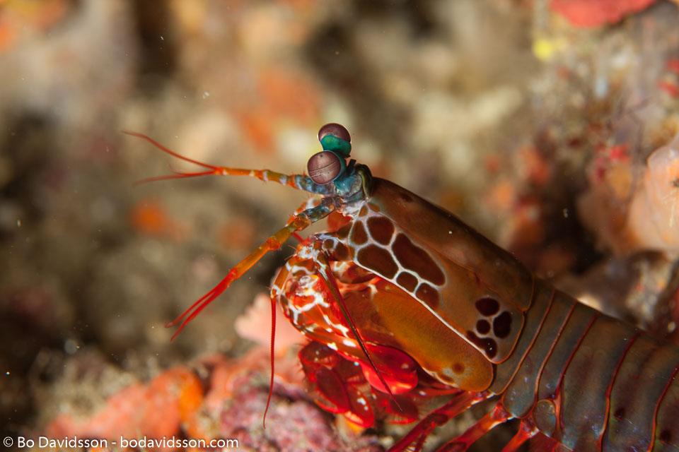 BD-110316-Puerto-Galera-3732-Odontodactylus-scyllarus-(Linnaeus.-1758)-[Reef-odontodactylid-mantis-shrimp].jpg